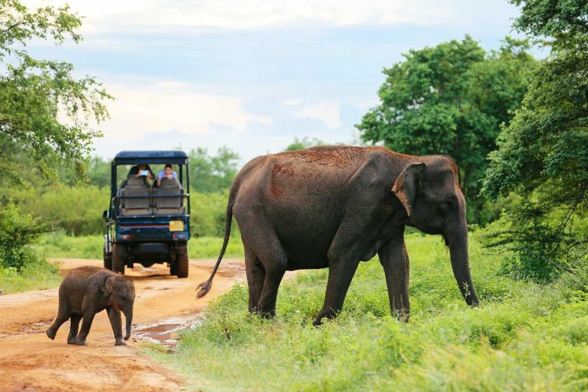 Wild Park Safari Home Stay Udawalawe Exterior photo